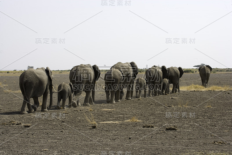 大象排成一行前进