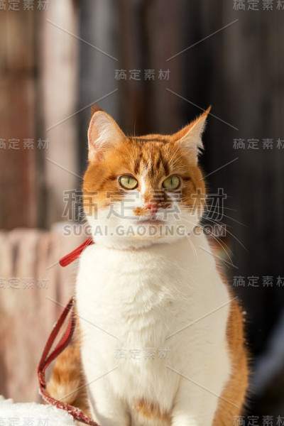 剪红白相间的猫在雪白的雪地上玩耍。阳光明媚的冬天。关闭了。