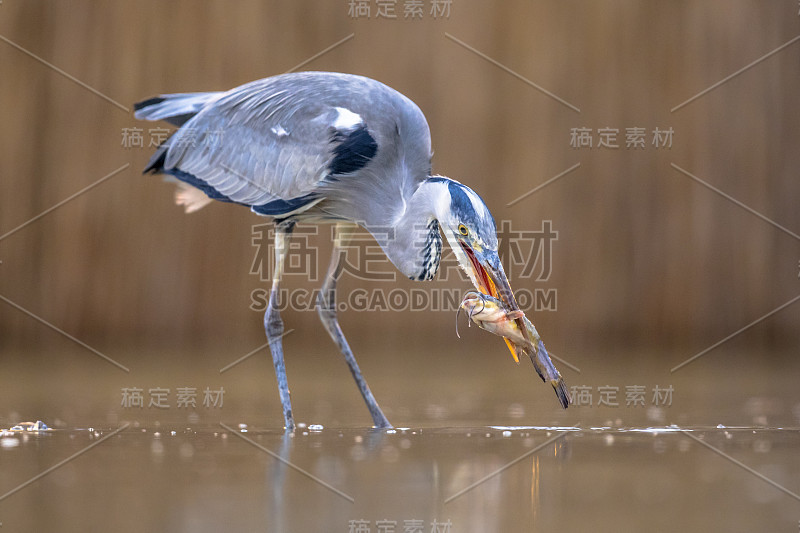 苍鹭在湖里捕鱼