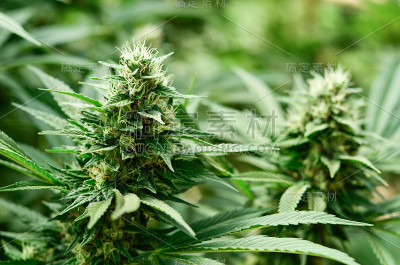 大麻巴德