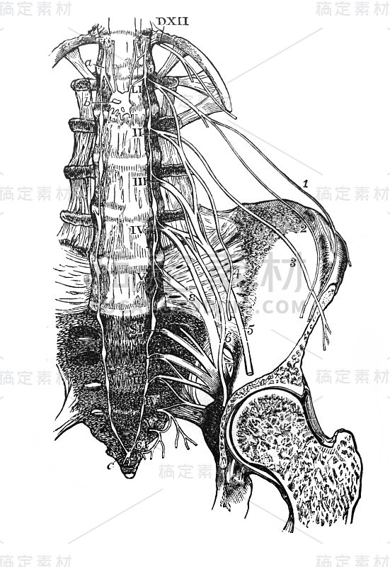 尾骨和脊骨在旧书《大英百科全书》第一卷，由C.布莱克，1875年，爱丁堡