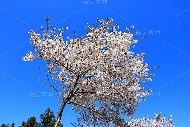 樱花、牧场、田野、樱花树、李子、油菜花、村庄、