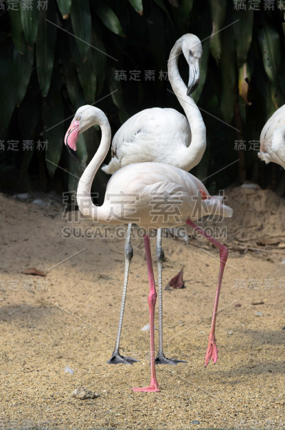 白鹭