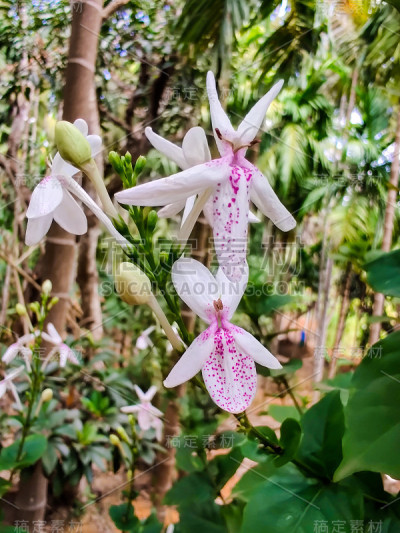 网纹假菊花或黄脉菊花花