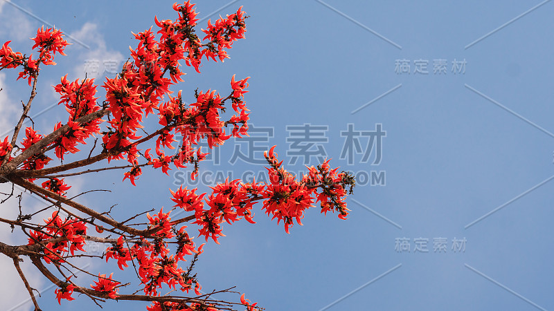 天然花背景的杂种柚木花