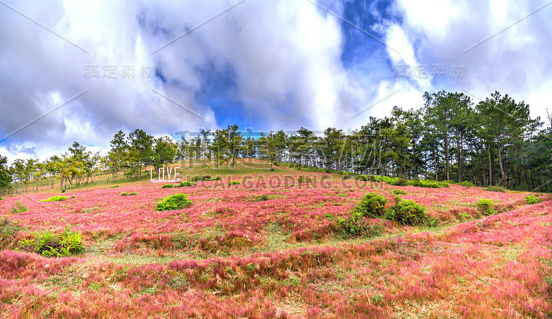 在节日期间，全景式的粉红色草山和松树林