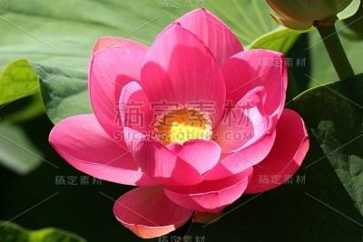 莲花