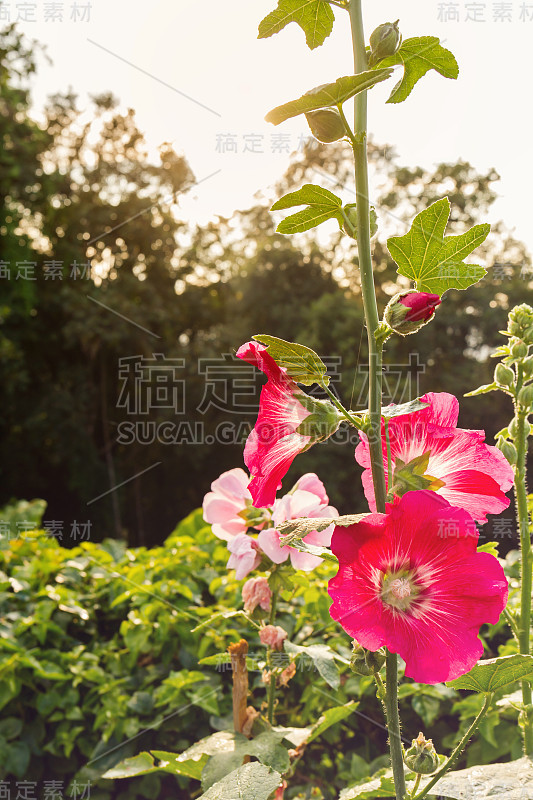 蜀葵，紫菜，玫瑰花