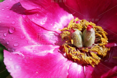 雨点落在花园里的粉红牡丹上