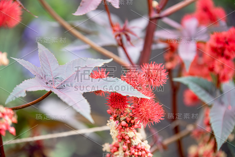 蓖麻属植物，红色多刺的果实和五颜六色的叶子