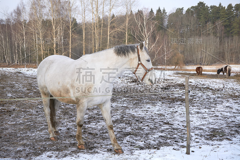 白雪中的白马