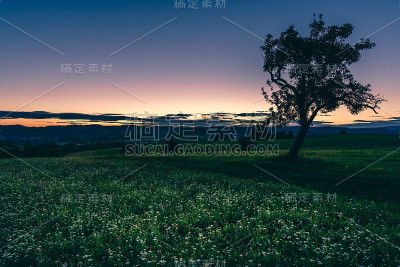 树和山