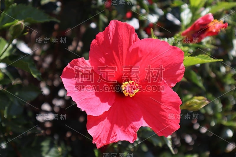 4/27/2018 Beautiful Pink Flowers