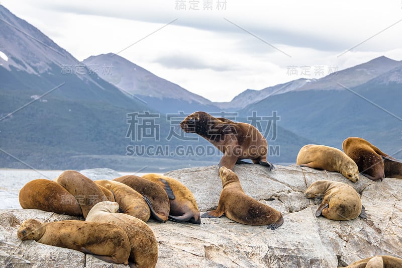 海狮岛-阿根廷乌斯怀亚比格尔海峡