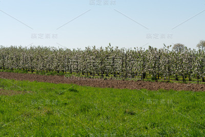 比利时林堡哈斯彭古地区的田野、果园和道路的春天景观