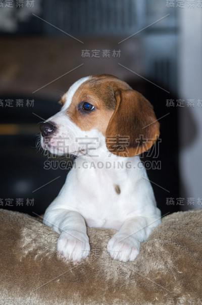 小猎犬小狗