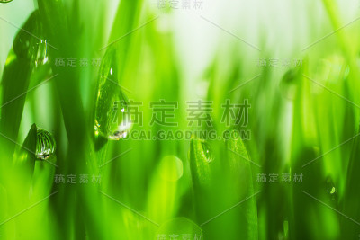 草地上的露珠水。