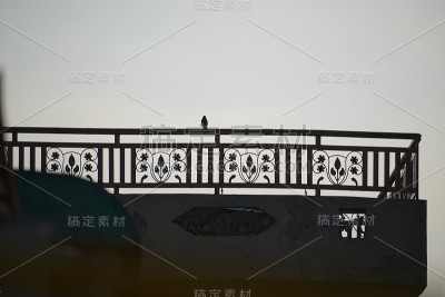 鸟