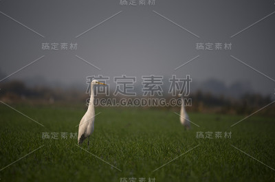 白鹭
