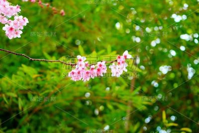 樱花盛开在韩国釜山Baehwa学校