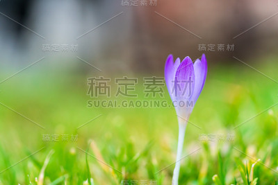 紫色的番红花