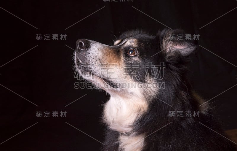 漂亮的黑白牧羊犬