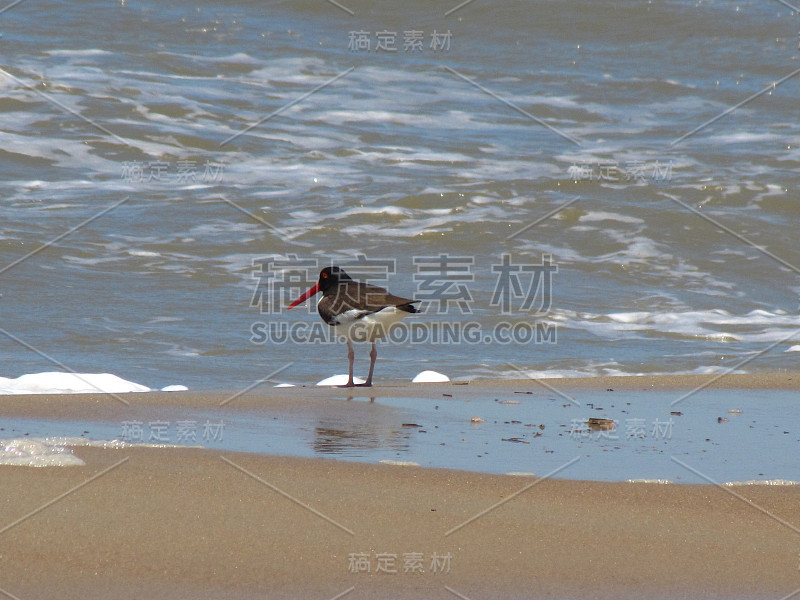 蒂茹卡斯河口的鸟类