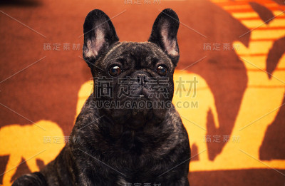 有趣的法国斗牛犬回家日星期日