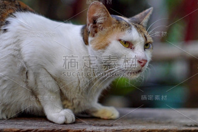 我的猫