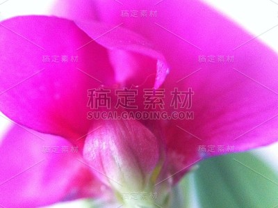 花自然叶色