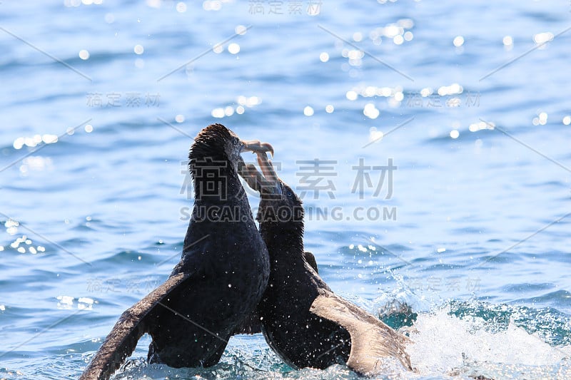 北方巨海燕——哈利巨海燕