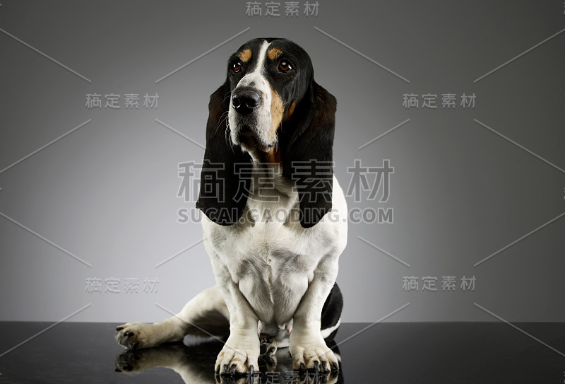 工作室拍摄的可爱的巴吉度猎犬