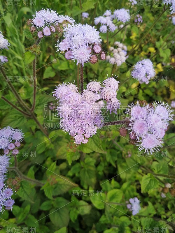 紫色花在美甲上的白色背景特写。天然的绿色叶子