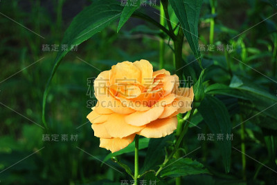 美丽的玫瑰花