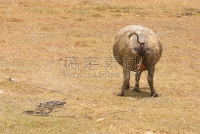 大水牛正在撒尿