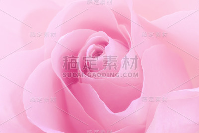 粉色玫瑰