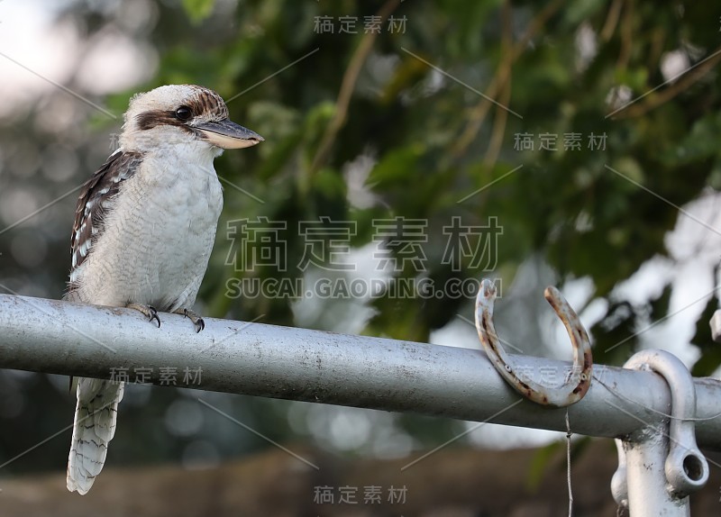 日落时分，悉尼公园里的笑翠鸟坐在蓝花楹树枝上。