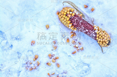 玉米芯和玉米粒在雪地里