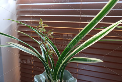 春兰在办公室里开着花