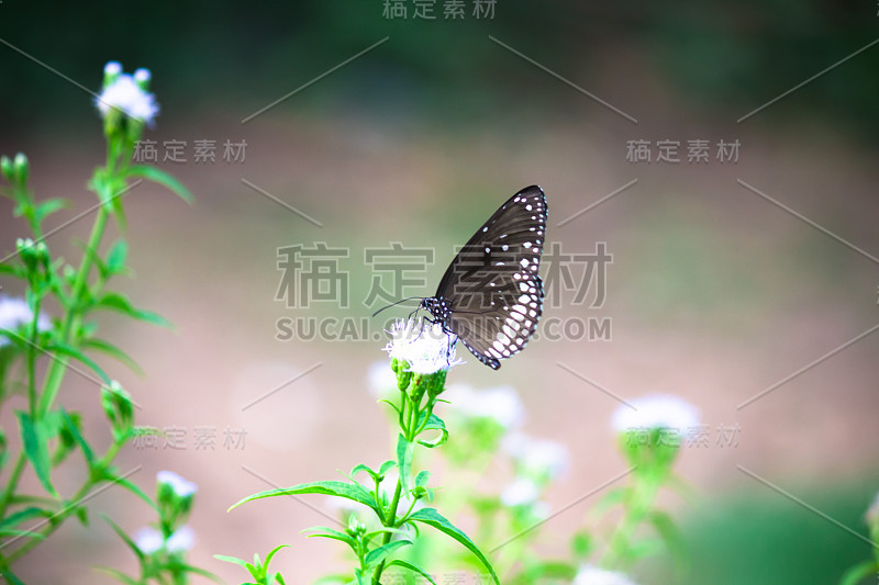 普通的乌鸦蝴蝶坐在花上喝花蜜