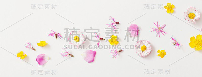 白色背景上的夏日花朵
