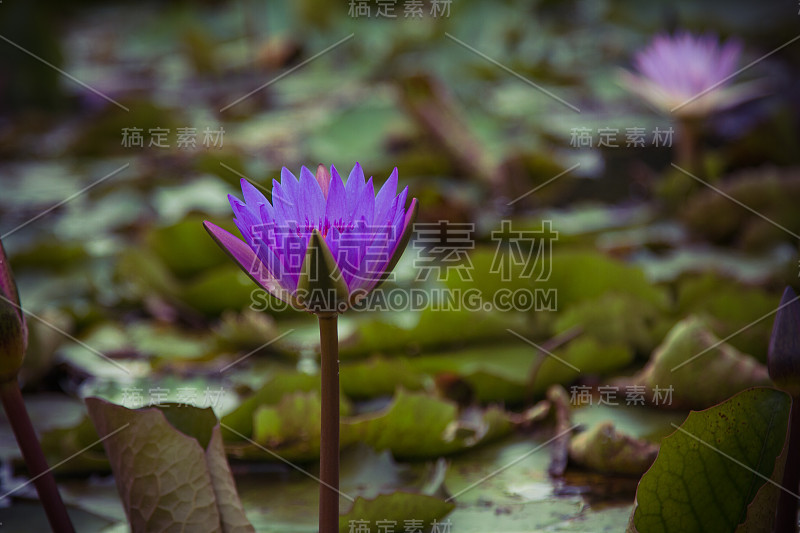 池塘里的荷花之美