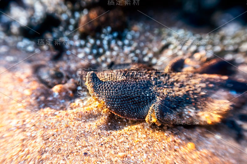 海星在海滩的岩石池中