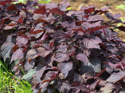 Shiso field