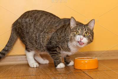 灰猫和橙碗