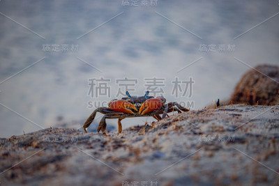 海滩上一只红蟹的特写镜头