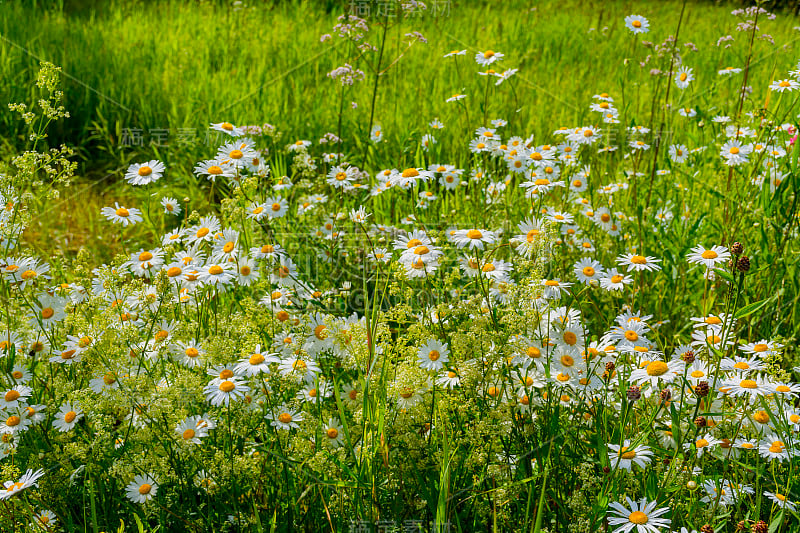 夏日的林间空地上，有洋甘菊、缬草、覆盆子和其他野花。