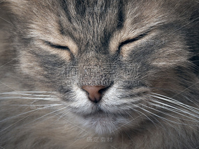 猫在睡觉