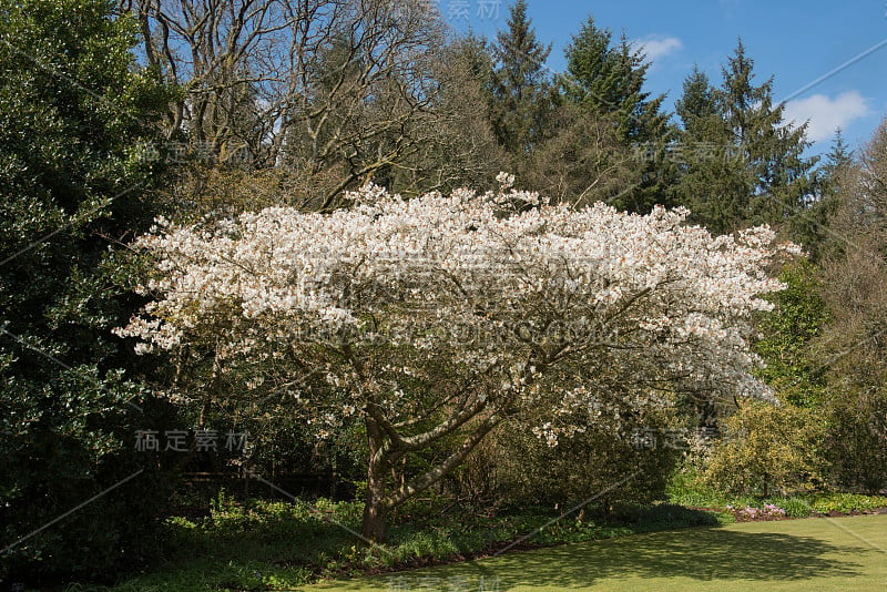 英国德文郡乡间别墅花园里的一棵观赏樱桃树(Prunus 'Jo-nioi')的春天的白色花朵