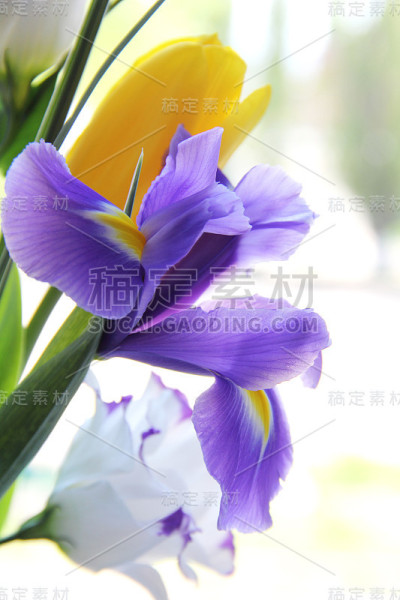 一束美丽的鲜花